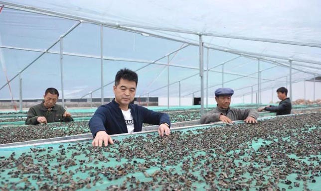 甘肅禮縣杜小軍退伍不退軍人本色，做“鄉(xiāng)村振興”戰(zhàn)略的踐行者